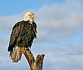 Picture Title - The Majestic Bald Eagle