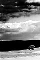 Picture Title - alberi e nuvole #13