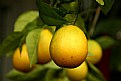 Picture Title - lemon tree