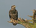 Picture Title - Juvenile Bald Eagle