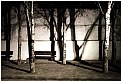 Picture Title - Trees In A Valencia Park