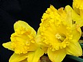 Picture Title - Spring Daffodils