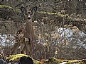 Picture Title - Deer in the Bramble