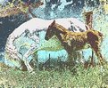 Picture Title - Mare and foal