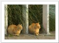 Picture Title - Ginger Cats