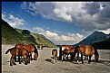 Picture Title - Horses in Spain