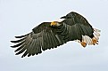 Picture Title - Eagle on a Mission