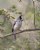 Black-crested Titmouse