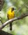 Altamira-Audubon Cross Oriole 3