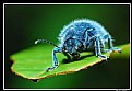 Picture Title - Blue Bug