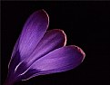 Picture Title - purple crocus