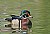 Wood Duck