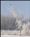 Picture Title - Hawk in Hoar Frost