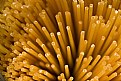 Picture Title - pasta