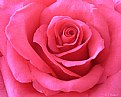 Picture Title - Rhiannon's Rose.