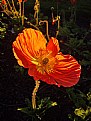 Picture Title - poppy