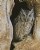 Screech Owl