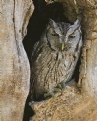 Picture Title - Screech Owl