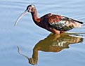 Picture Title - Ibis Reflecting