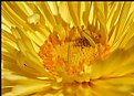 Picture Title - Calendula Macro