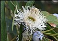 Picture Title - Eucalyptus Flower