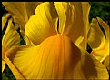 Picture Title - Yellow Dutch Iris