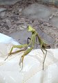 Picture Title - PRAYING ??