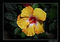 Picture Title - Hibiscus (d2027)