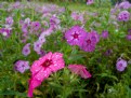Picture Title - Phlox after rain
