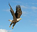 Picture Title - Eagle's Flight