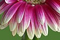 Picture Title - Pink Dahlia