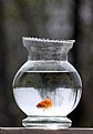 Picture Title - The inverse world of a sad fish