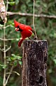Picture Title - Curious Cardinal