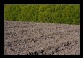 Picture Title - trees and field