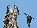 Picture Title - Tree Swallow Argument