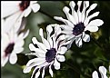 Picture Title - African Daisy White