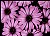 African Daisy Magenta