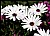 African Daisy White