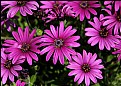 Picture Title - African Daisy Hot Pinks