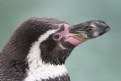 Picture Title - Humboldt Penguin