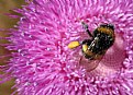 Picture Title - El cardo y la abeja
