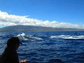 Picture Title - WHALE WATCHING NEAR LAHAINA  HI