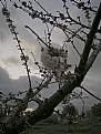 Picture Title - Cerezos en flor
