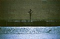 Picture Title - A tree in a winter park