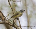 Picture Title - Blue-headed Vireo
