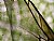 Aphid Wing