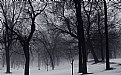 Picture Title - snow trees