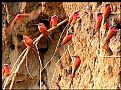 Picture Title - Bee-Eaters in Action