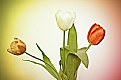 Picture Title - My tulips