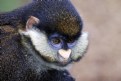 Picture Title - Crowned Guenon
